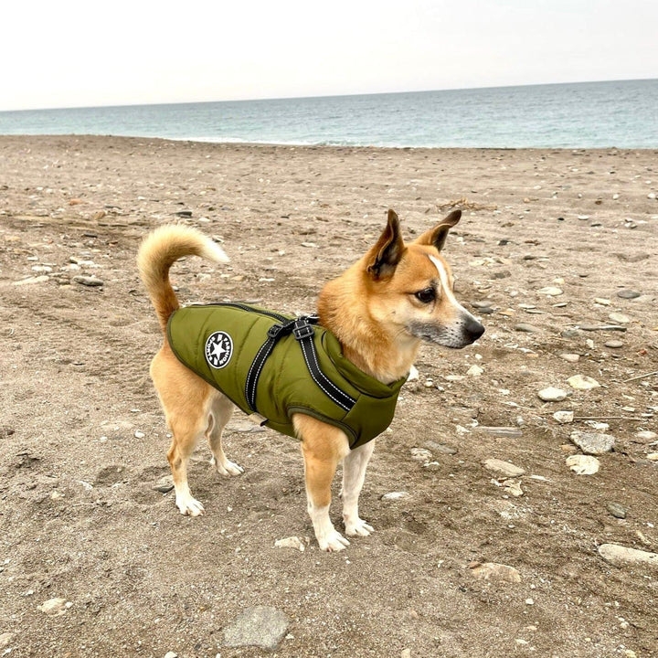 PawProof Winter Vest | Houd je hond warm én in stijl!